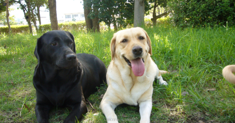 ラブラドールの子犬をご希望の方へ ラブラドールの子犬をご希望の方へ